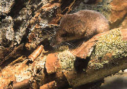 Image of pygmy shrew, lesser shrew