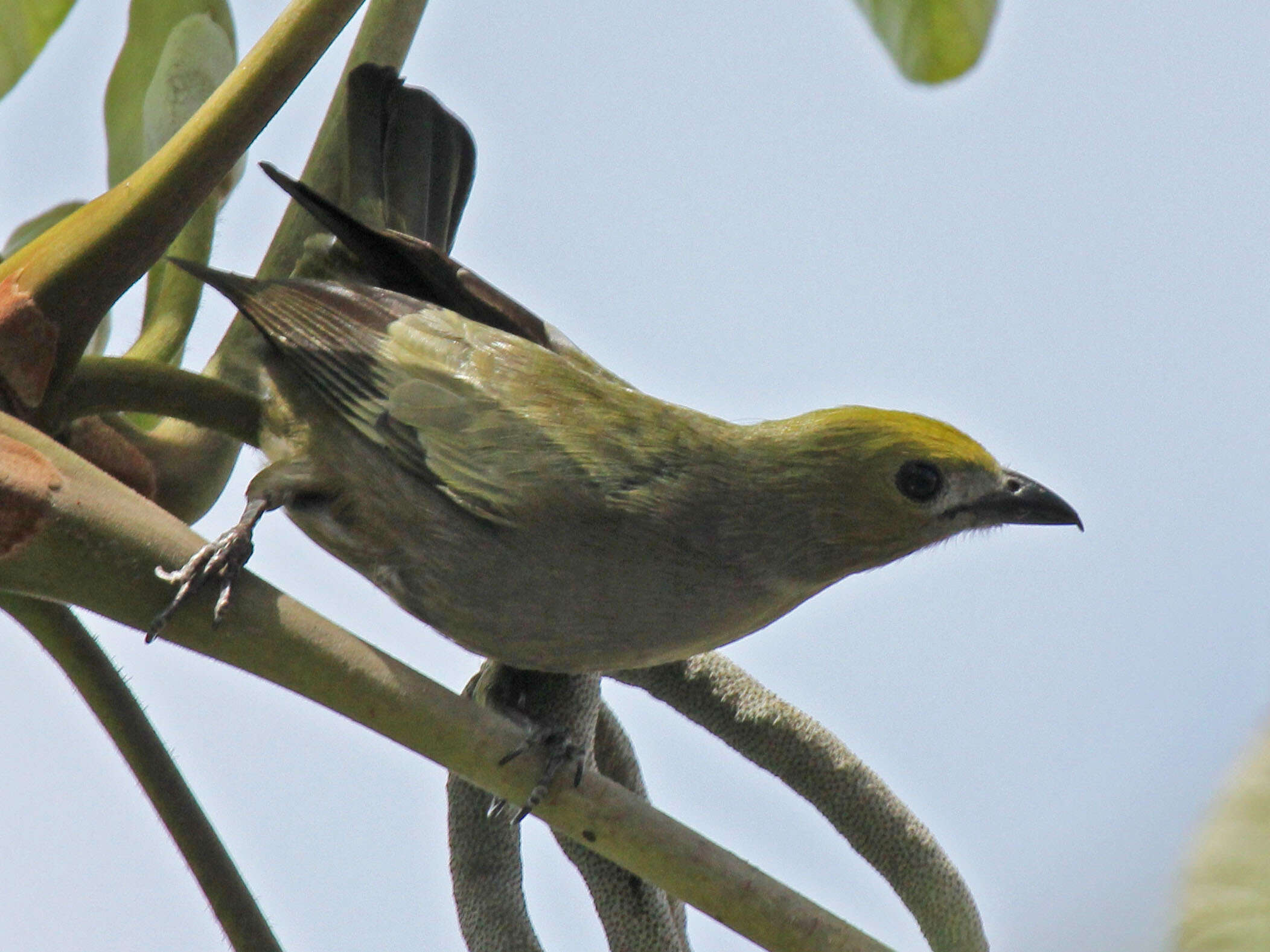 Image of Palm Tanager