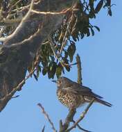 Image of Mistle Thrush