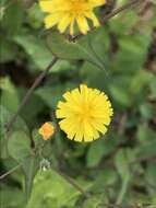 Image of Crepidiastrum sonchifolium (Maxim.) J. H. Pak & Kawano