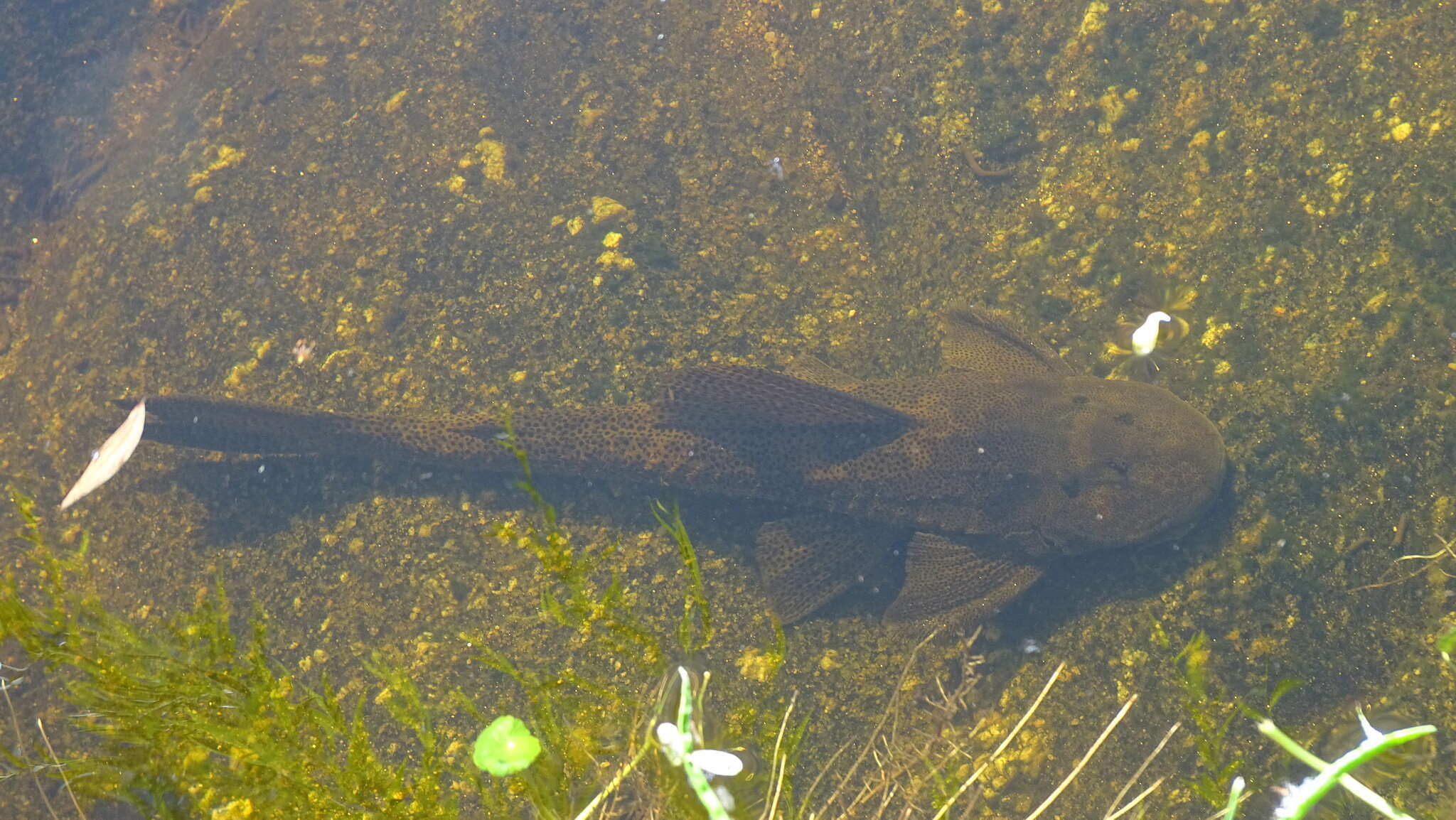 Hypostomus paranensis Weyenbergh 1877的圖片