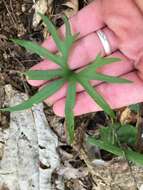 Слика од Viola subsinuata (Greene) Greene