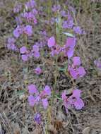 Plancia ëd Clarkia borealis E. Small