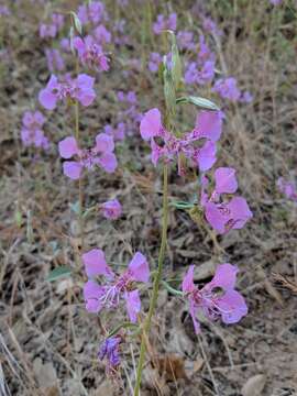 Image of northern clarkia