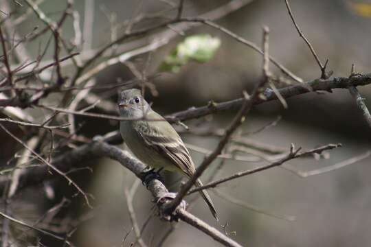 Empidonax hammondii (Xántus 1858)的圖片