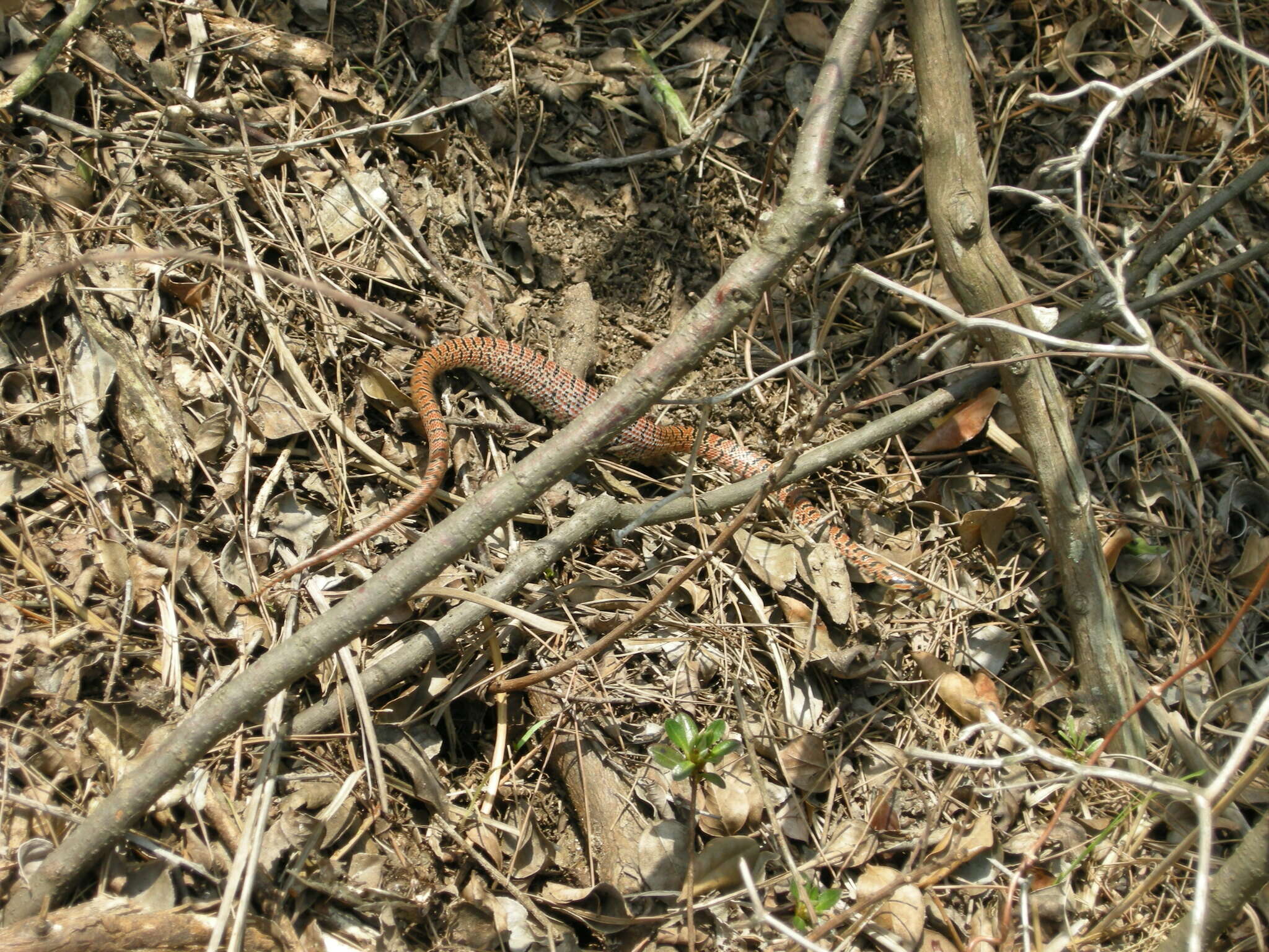 Image of Burrowing Ratsnake