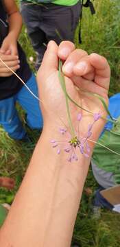 Image of Allium carinatum subsp. carinatum