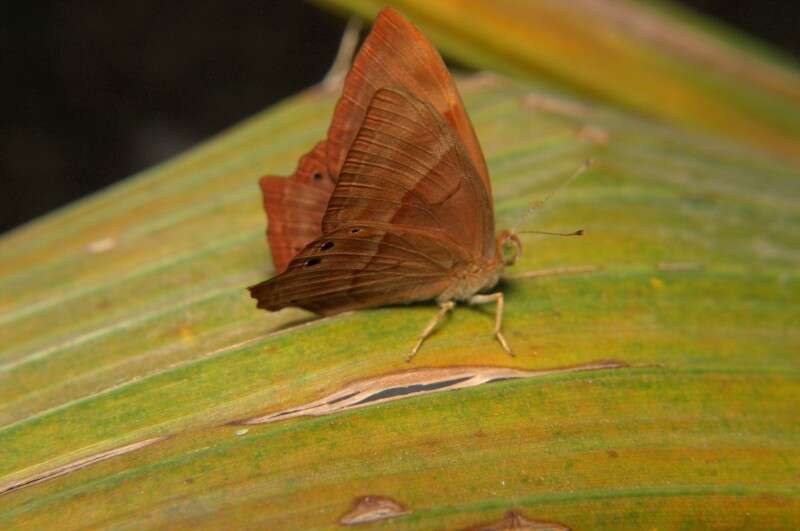 Image of Abisara bifasciata Moore 1877