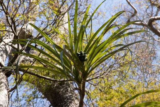 Image of Pandanus aridus H. St. John