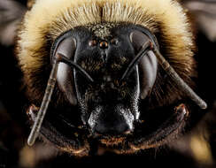 Image of Bumblebees