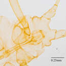 صورة Illinoia (Amphorinophora) crystleae (Smith, C. F. & Knowlton 1939)