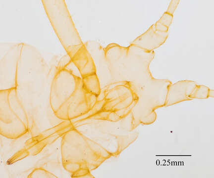 Image of Illinoia (Amphorinophora) crystleae (Smith, C. F. & Knowlton 1939)