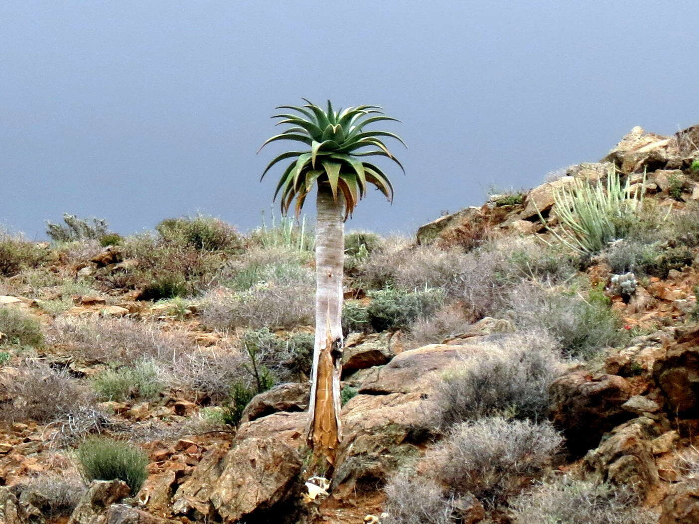 Слика од Aloidendron pillansii (L. Guthrie) Klopper & Gideon F. Sm.