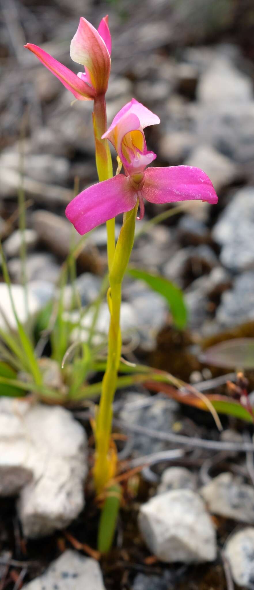 صورة Disa filicornis (L. fil.) Thunb.