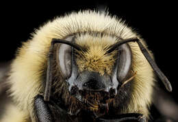 Image of Bumblebees