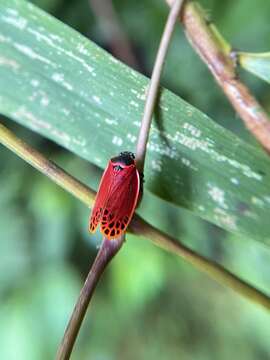 Imagem de Tomaspis biolleyi (Distant 1900)