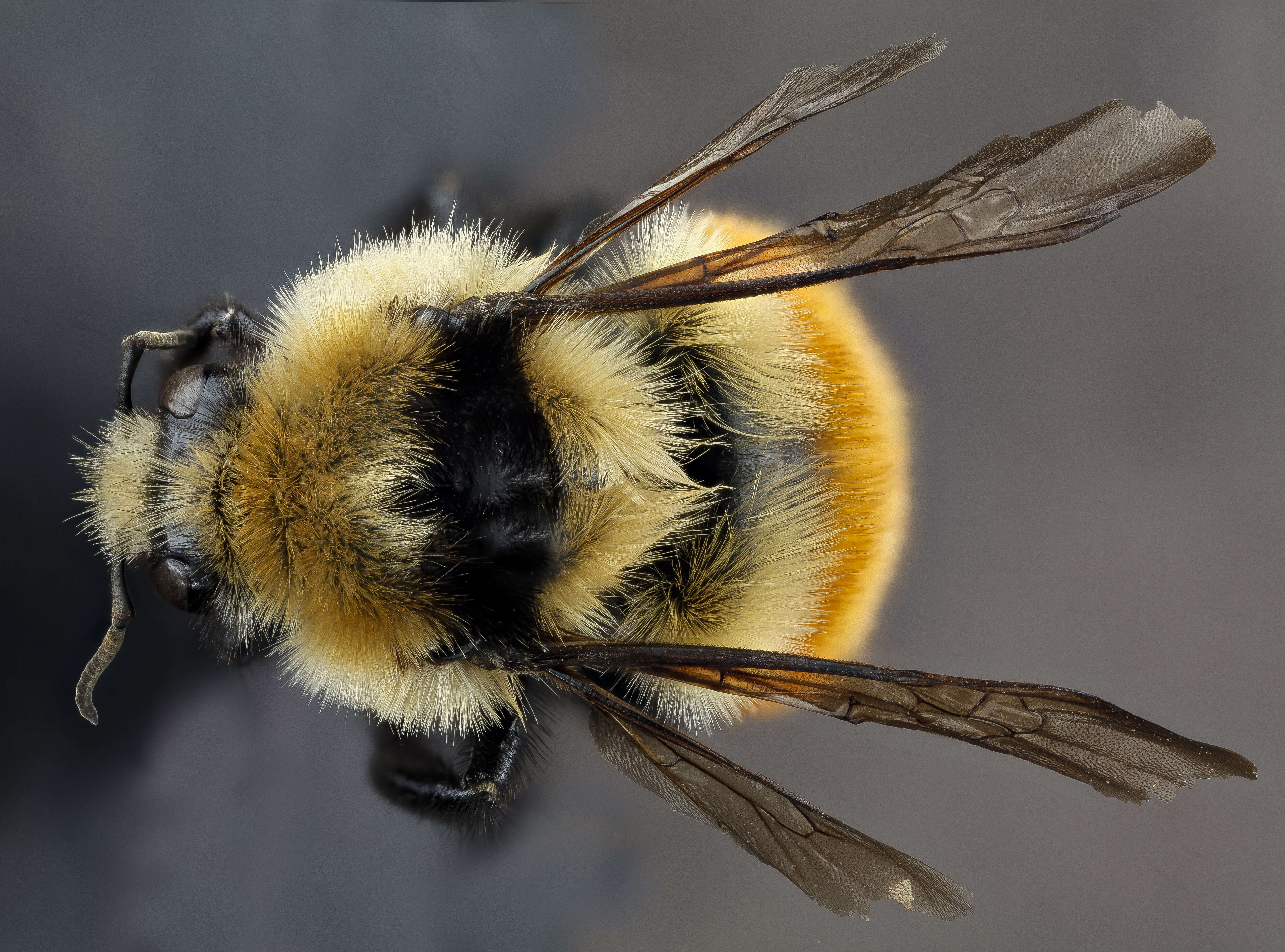 Image of Bumblebees