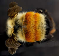 Image of Bumblebees