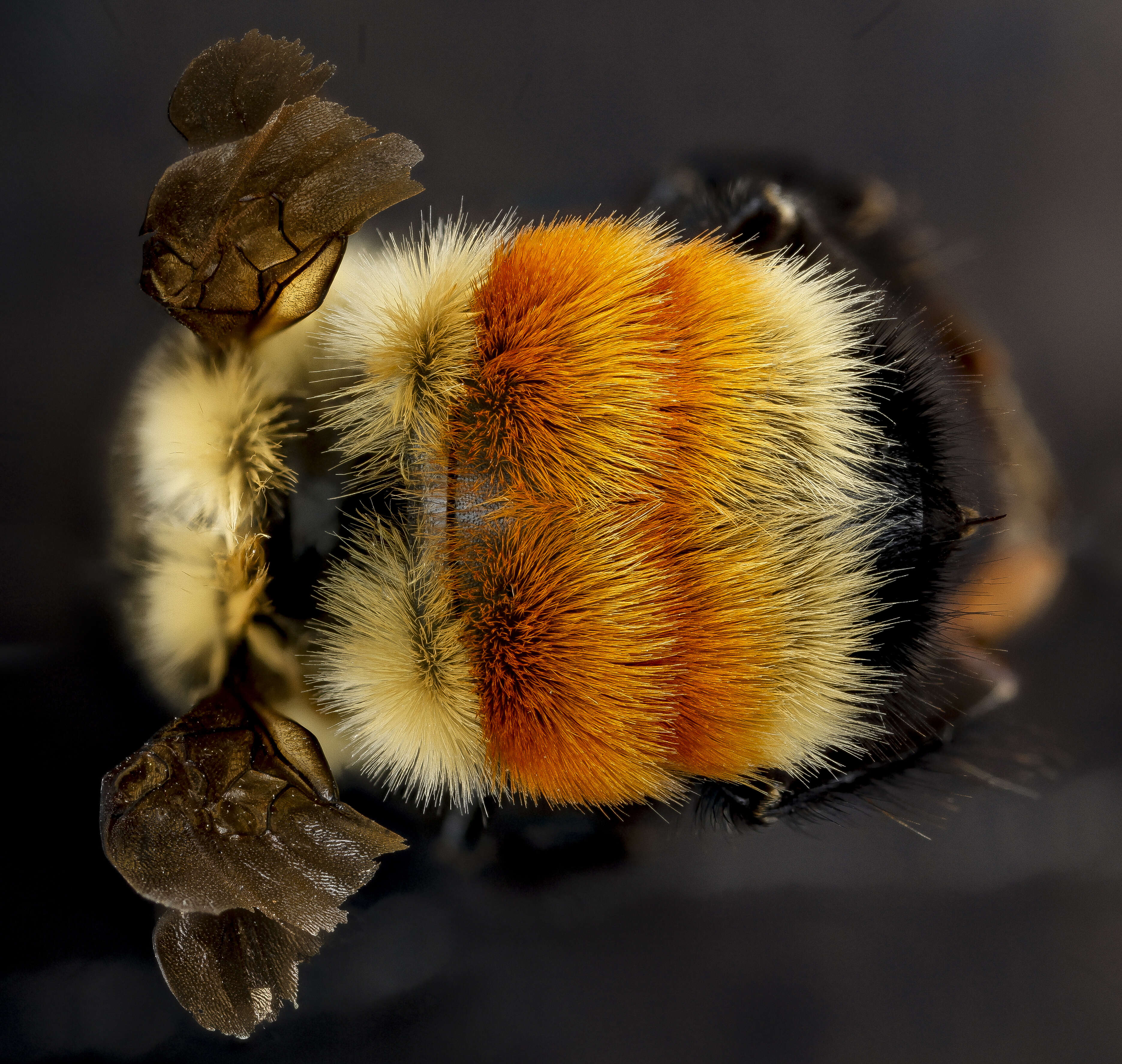 Image of Bumblebees