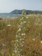 Image of Italian viper's bugloss