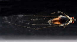 Image of water striders