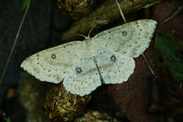 صورة Cyclophora albipunctata Hüfnagel 1767