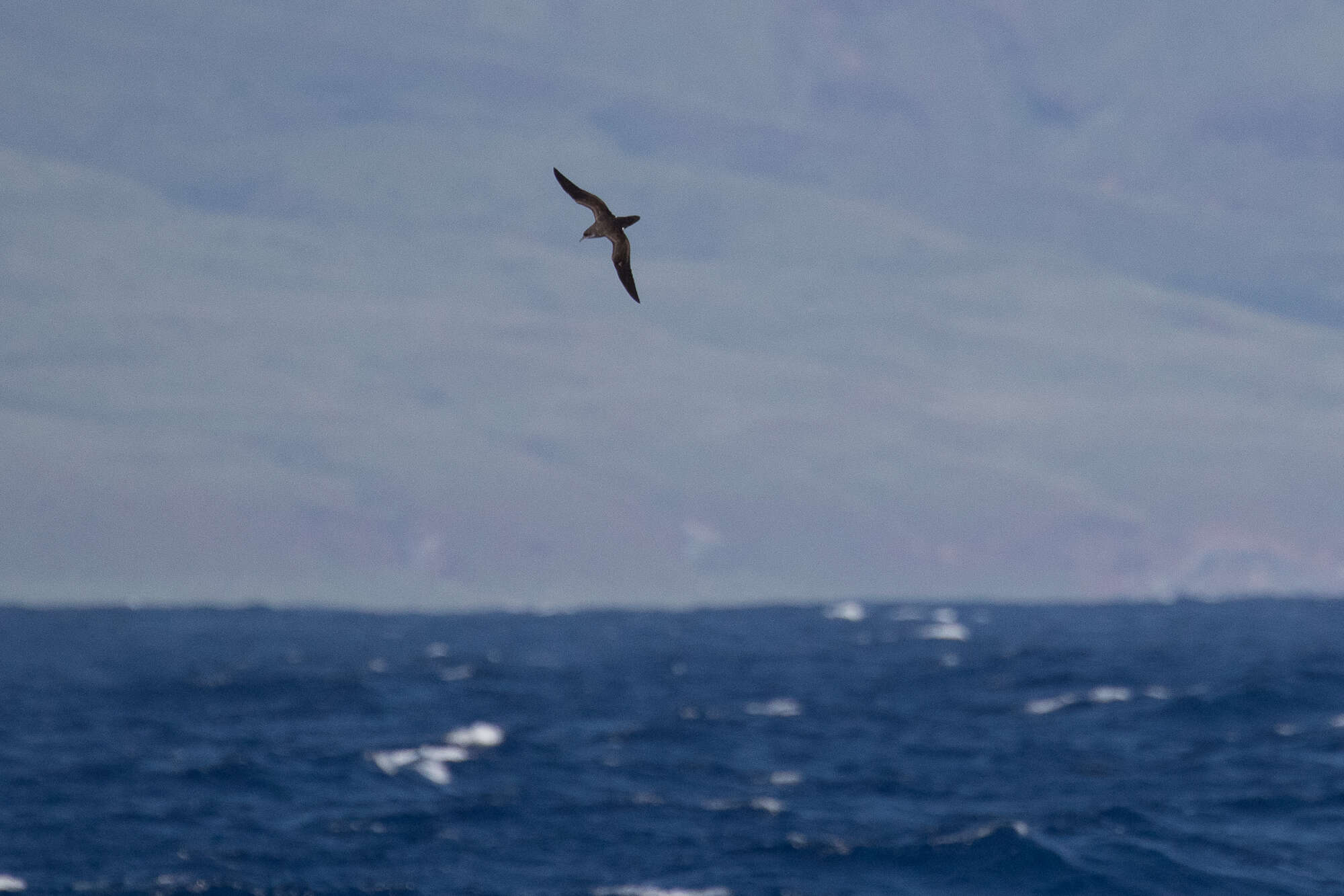 Image of Townsend's Shearwater