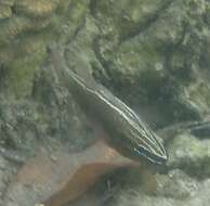 Image of Cardinal fish