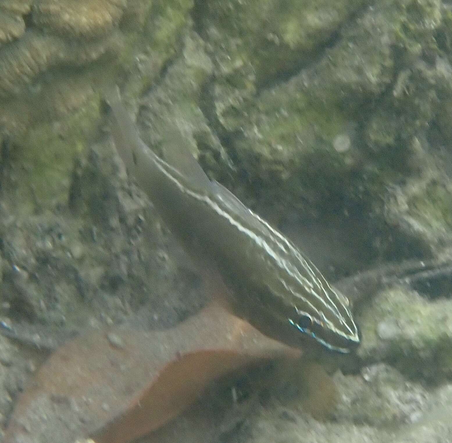 Image of Cardinal fish