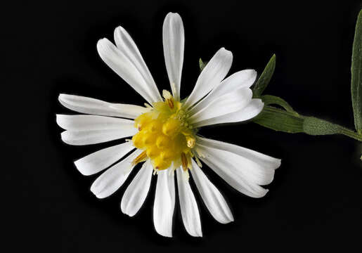 Image of hairy white oldfield aster