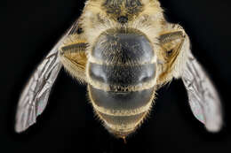 Sivun Colletes inaequalis Say 1837 kuva