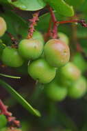 Слика од Arctostaphylos manzanita subsp. elegans (Eastw.) P. V. Wells