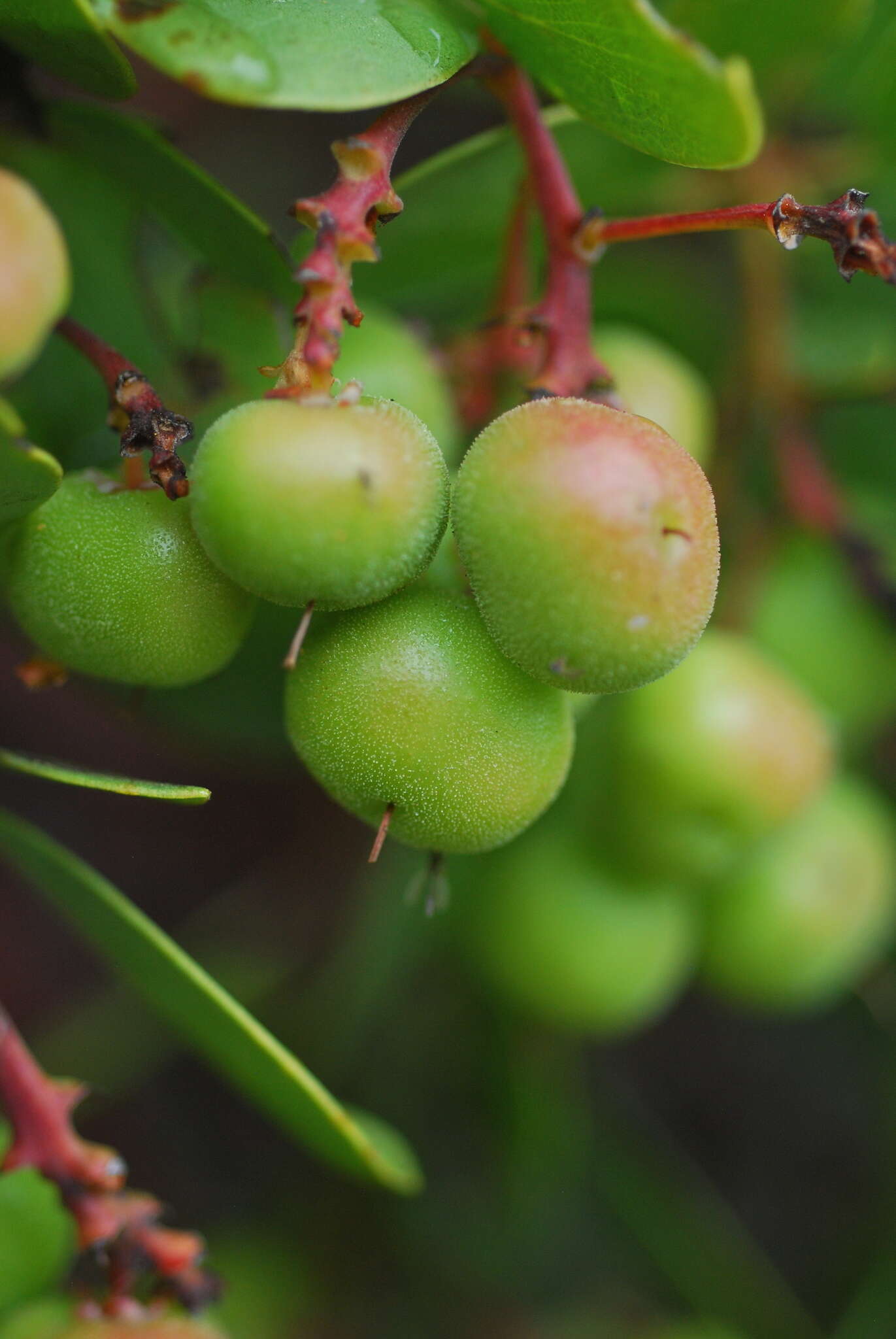 Слика од Arctostaphylos manzanita subsp. elegans (Eastw.) P. V. Wells