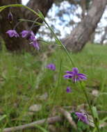 Image of Arthropodium minus R. Br.