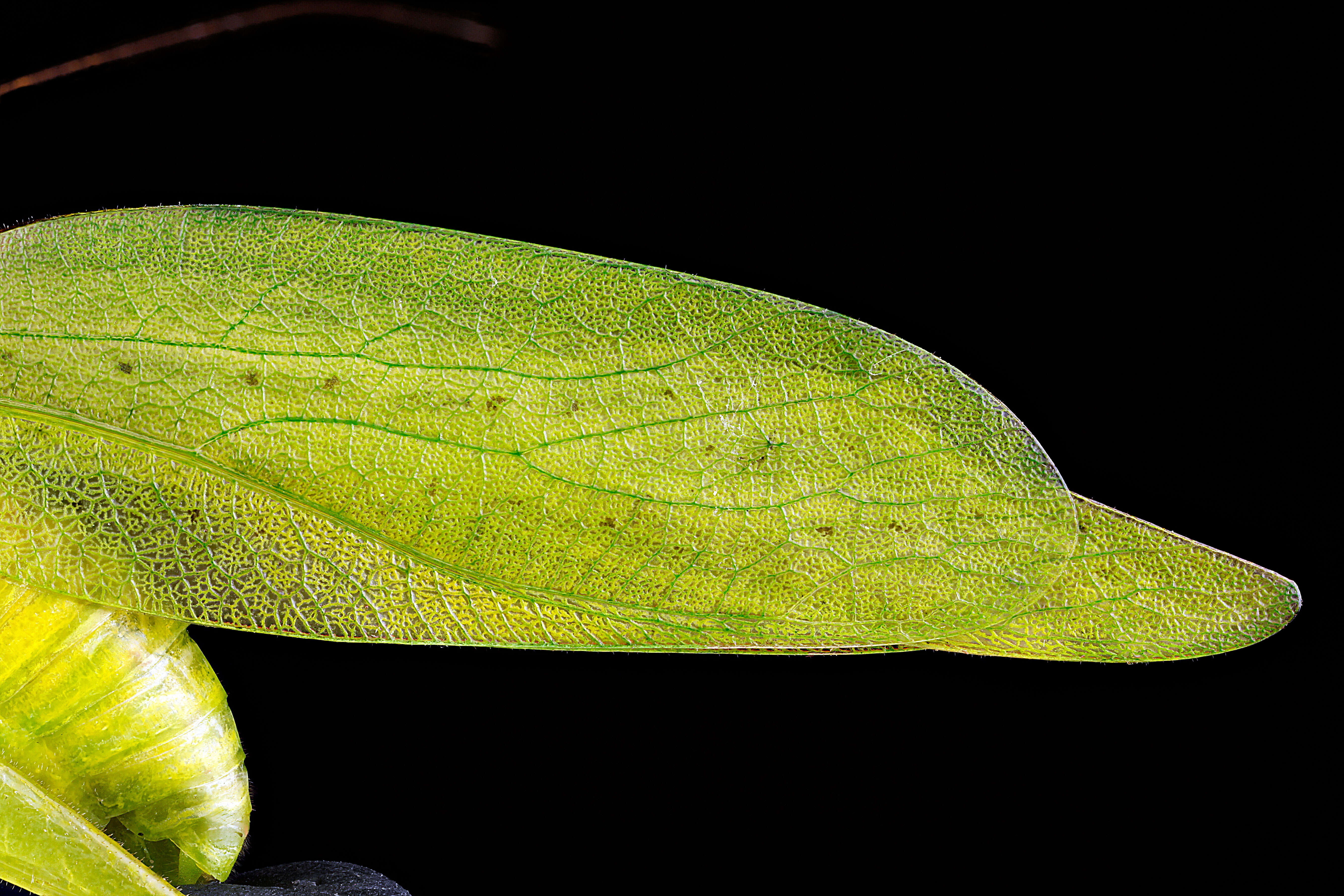 Image of Oblong-winged Katydid