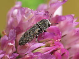 Image of Acmaeoderella adspersula (Illiger 1803)