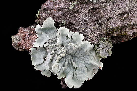 Image of Common greenshield lichen