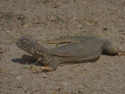 Image of Hardwick's spiny-tailed lizard