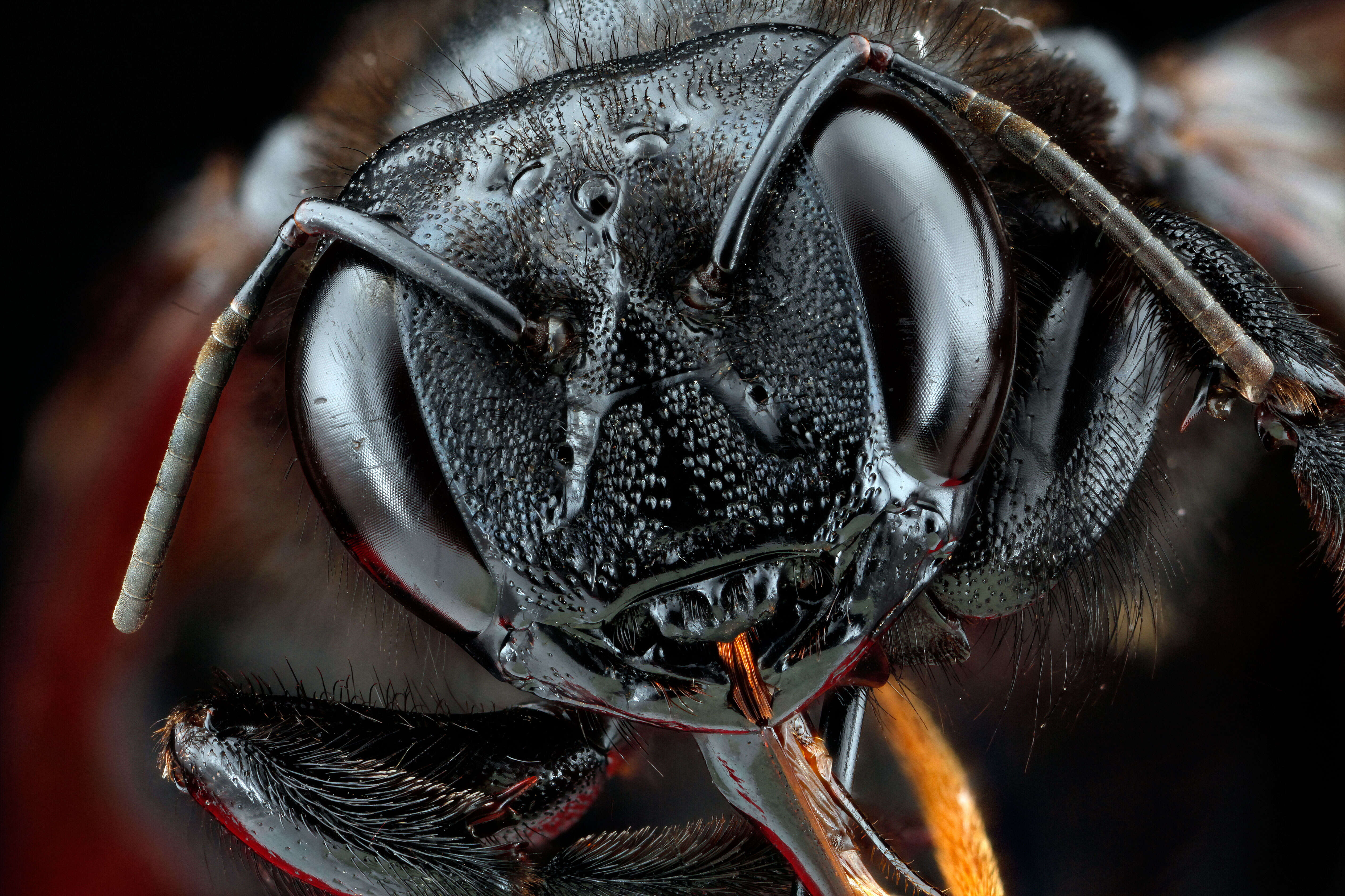 Plancia ëd Xylocopa varipuncta Patton 1879