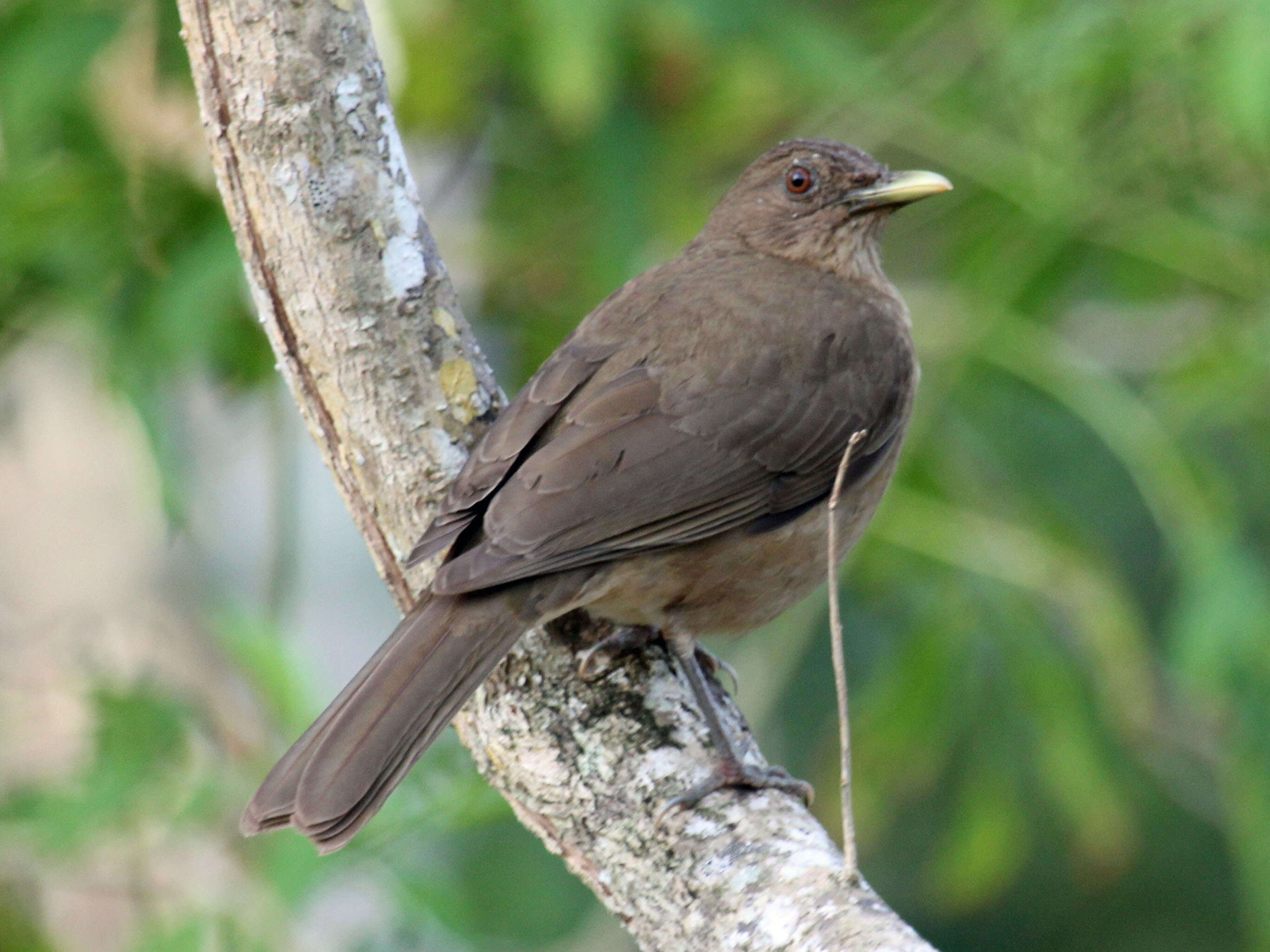 Image of Clay-colored Robin