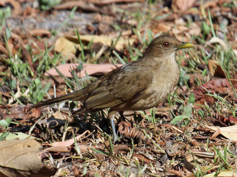 Image of Clay-colored Robin