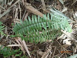 Image of Asian sword fern