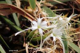 Image of beach spiderlily