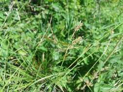 Image of distant sedge
