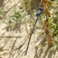 Image of Dark Emerald Damselfly