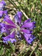 Image of Penstemon heterodoxus var. heterodoxus