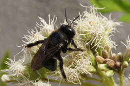 Image of Xylocopa splendidula Lepeletier 1841