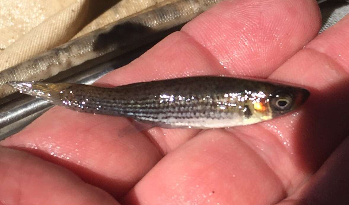 Image of Bayou Topminnow