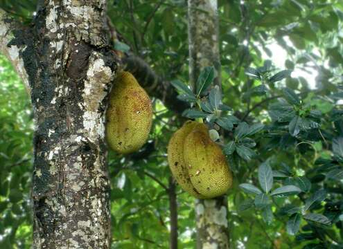 Image of jackfruit