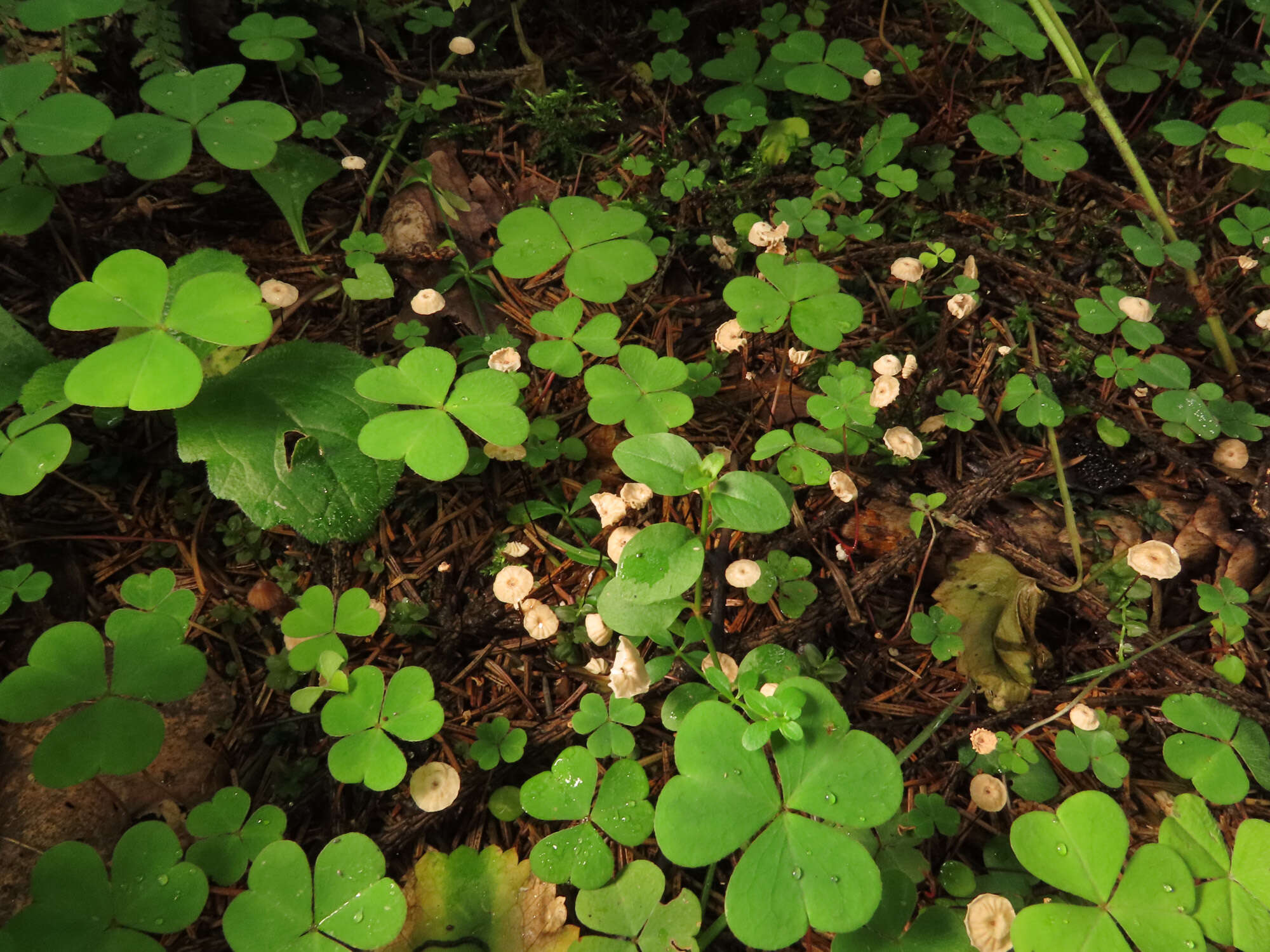 Imagem de Marasmius wettsteinii Sacc. & P. Syd. 1899